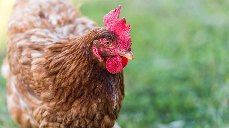 Chicken in a field